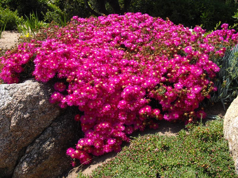 Lampranthus spectabilis photo